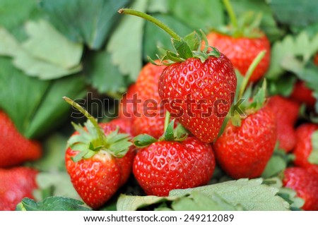 Fresh strawberry from the farm on the mountain.