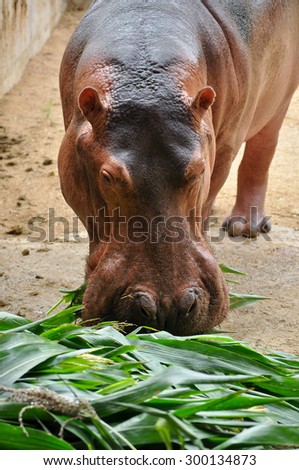 Hippopotamus do not eat while in the water and arent known to graze on aquatic plants.