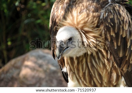 Griffon Vulture is kind of vulture. they\'re scavenger bird.