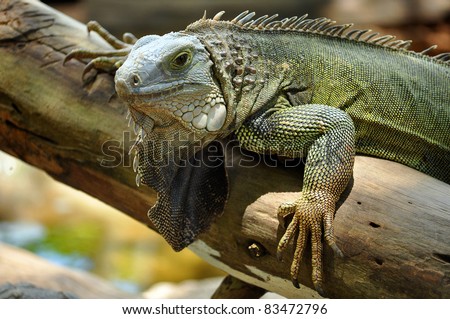 The green iguana ranges over a large geographic area, from southern Brazil and Paraguay to as far north as Mexico and the Caribbean Islands.