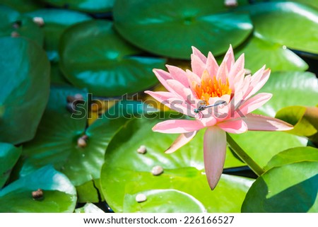 Dragonfly on Water Lily Flower. Blurred background.  Focus on dragonfly and flower.