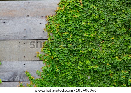 The Green Creeper Plant on wood background