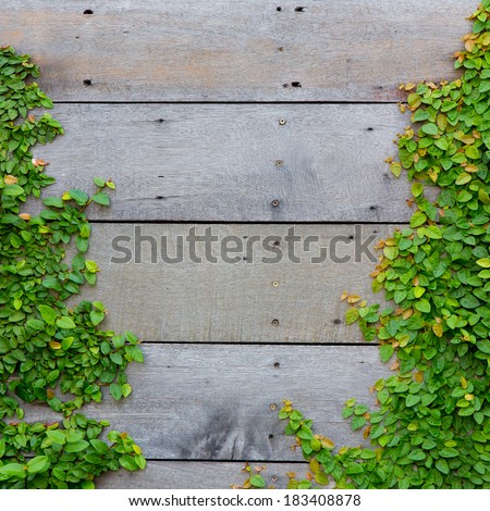 The Green Creeper Plant on wood background
