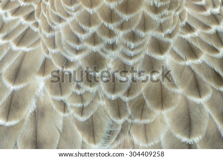 eagle feather detail