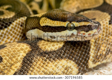 Python Royal python