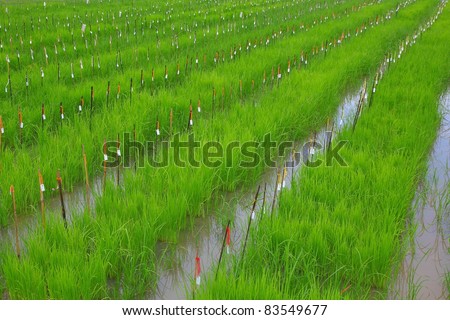 rice field research rice field research
