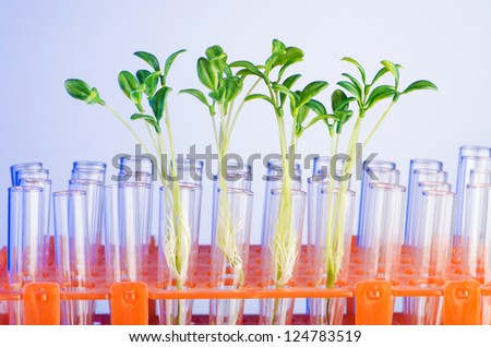 Lab experiment with green seedlings