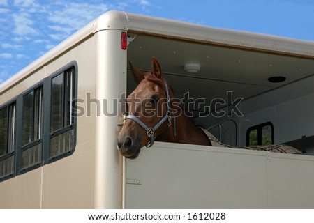 Horse in the trailer