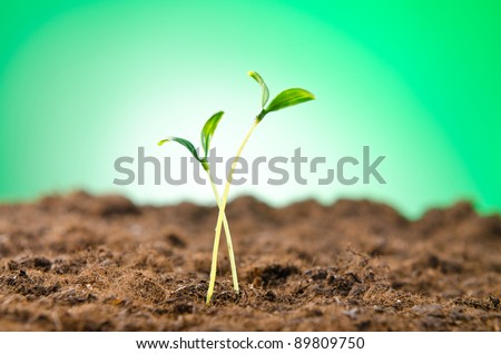 Green seedlings in new life concept
