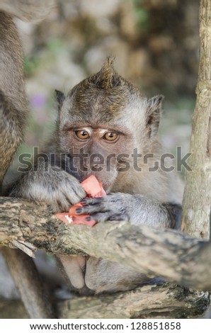 monkey in temple bali indonesia