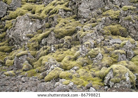 moss and volcanic rock in iceland
