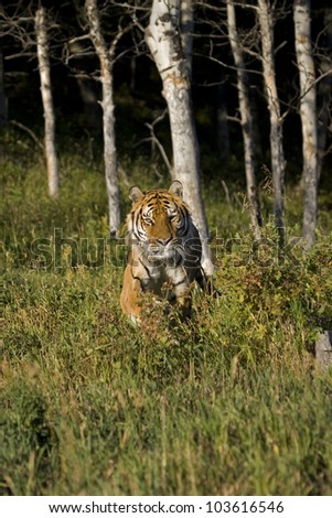 Siberian Tiger running at the edge of the woods