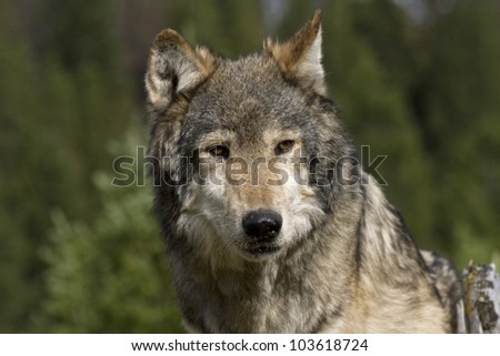 An American Gray Wolf pauses to wait for the rest of his pack