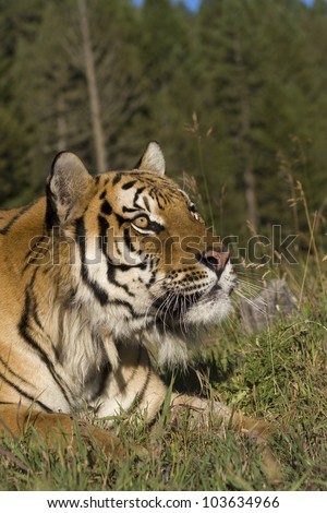 A Siberian Tiger Close Up Portrait