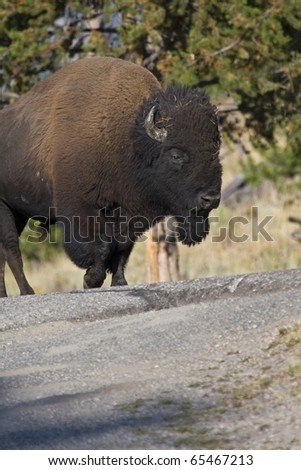 American Bison on the move in Yellowstone National Park