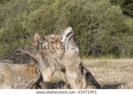 A Gray Wolf pack spends time playing together