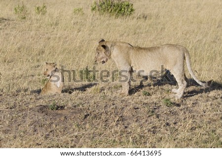 An older lion cub wants to play with the little one on the plains of the Masai Mara.
