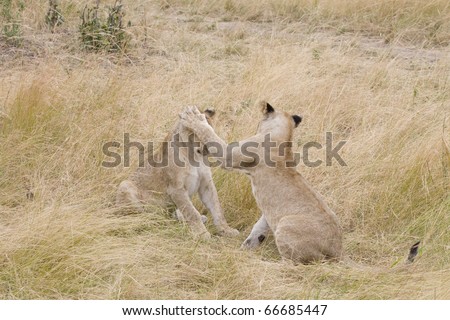 Juevenile lion cubs play fight on the savannah of the Masai Mara.