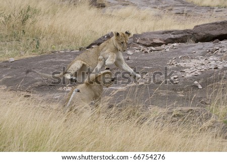 Juevenile lion cubs play fight on the savannah of the Masai Mara.