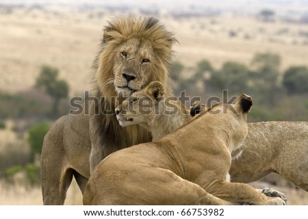 A few females in the pride greet the male lion upon his return.