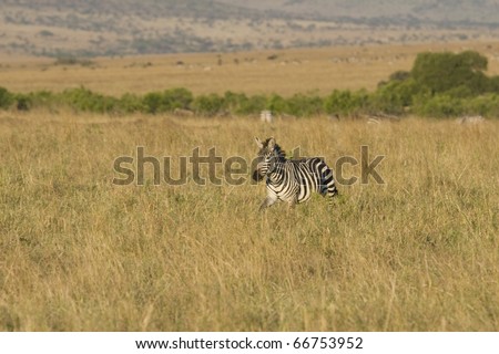 A zebra walks the plains of the Masai Mara during the Great Migration.