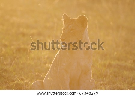 A lion cub sits in the morning sunshine in the Masai Mara.