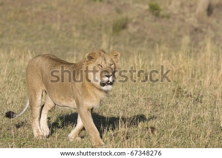 A male lion slowly approaches another pride of females in the Masai Mara.