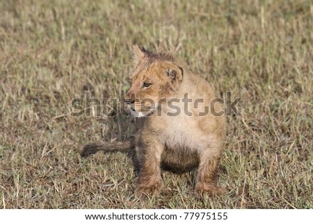A young lion cub on the plains of the Masai Mara.