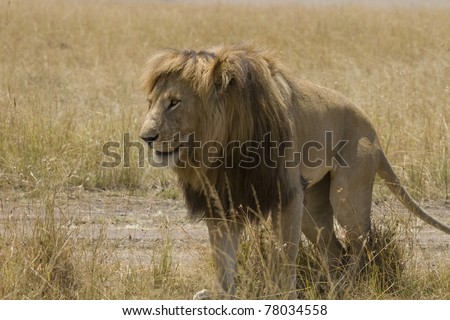 A male lion marks his territory on the plains of the Masai Mara.