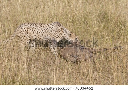 A female cheetah with a wildebeest kill in the Masai Mara during the 