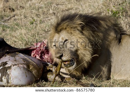 A male lion eats the intestines of a wildebeest kill.