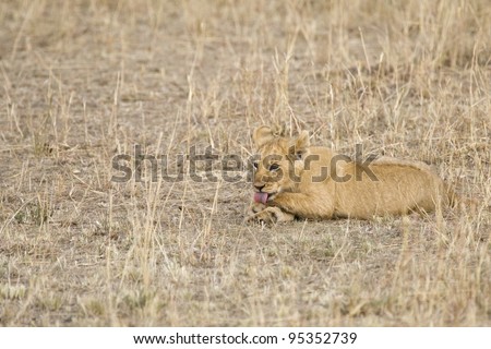 A young lion cub in the Masai Mara.