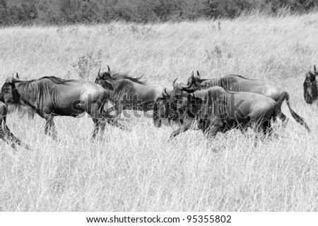 Wildebeest herds head towards the Talek River during the Great Migration (black & white).