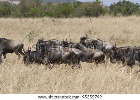 Wildebeest herds head towards the Talek River during the Great Migration.