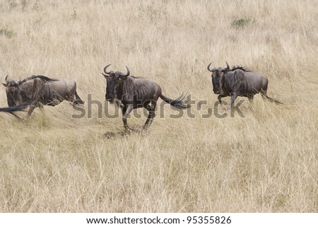 Wildebeest herds head towards the Talek River during the Great Migration.