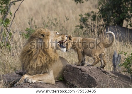 A male lion warns his little one with a small bite in the Masai Mara.