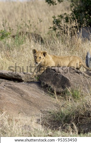 A young lion cub in the Masai Mara.