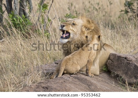 A male lion warns his little one to back off in the Masai Mara.