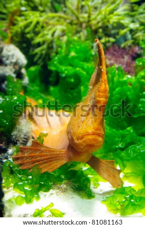 An angry orange fish rest on green plants