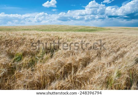 Wheat Fields in August: Fields of ripe wheat move in a summer wind as storm clouds pass over a farm in southeast Idaho.