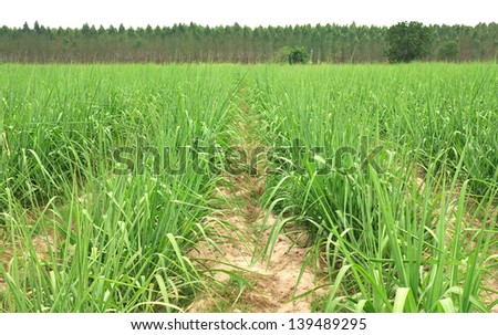 sugar cane farm plentifully at kanchanaburi