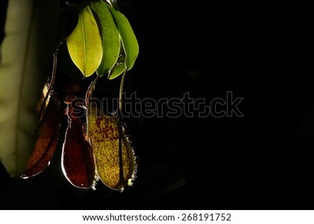 Pitcher Plant with back lighting