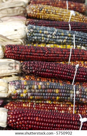 Indian corn bundled for sale at the farmer\'s market