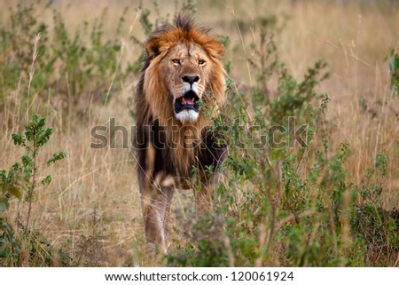 Male lion observes carefully his kingdom