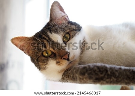 Similar – Image, Stock Photo velvet paws Cat Legs Pelt