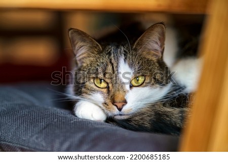 Similar – Image, Stock Photo velvet paws Cat Legs Pelt