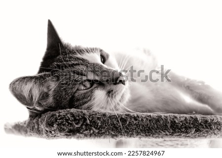 Similar – Image, Stock Photo velvet paws Cat Legs Pelt