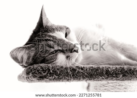 Similar – Image, Stock Photo velvet paws Cat Legs Pelt