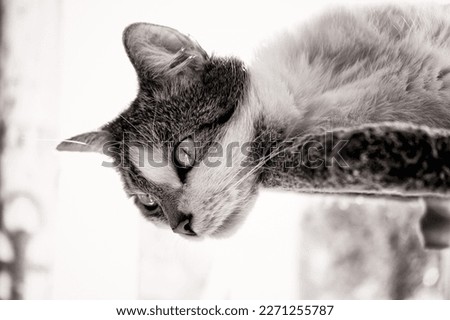 Similar – Image, Stock Photo velvet paws Cat Legs Pelt