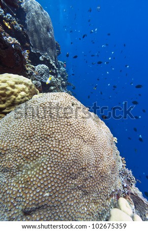Sloping coral wall off the coast of Bunaken island in North Sulawesi, Indonesia